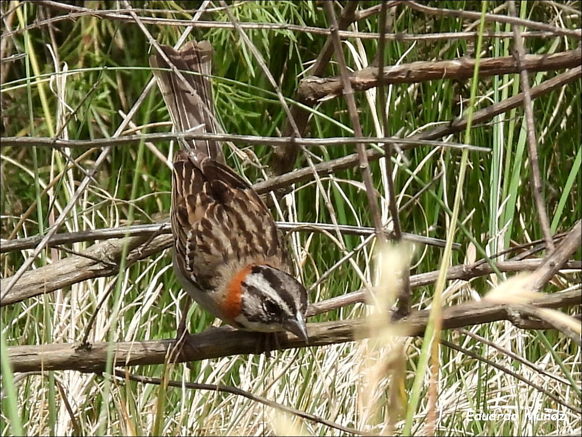 Rufous-collared Sparrow - ML618638742