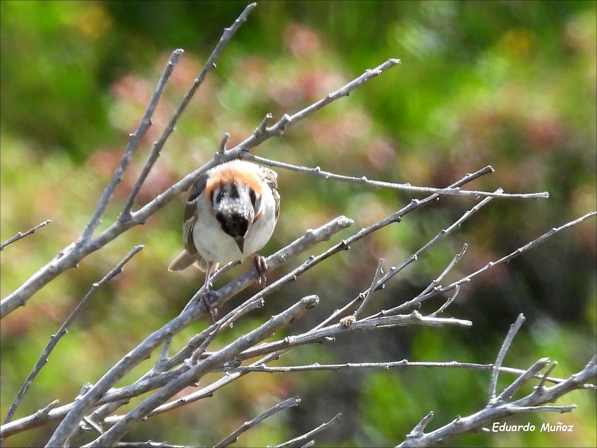 Rufous-collared Sparrow - ML618638743