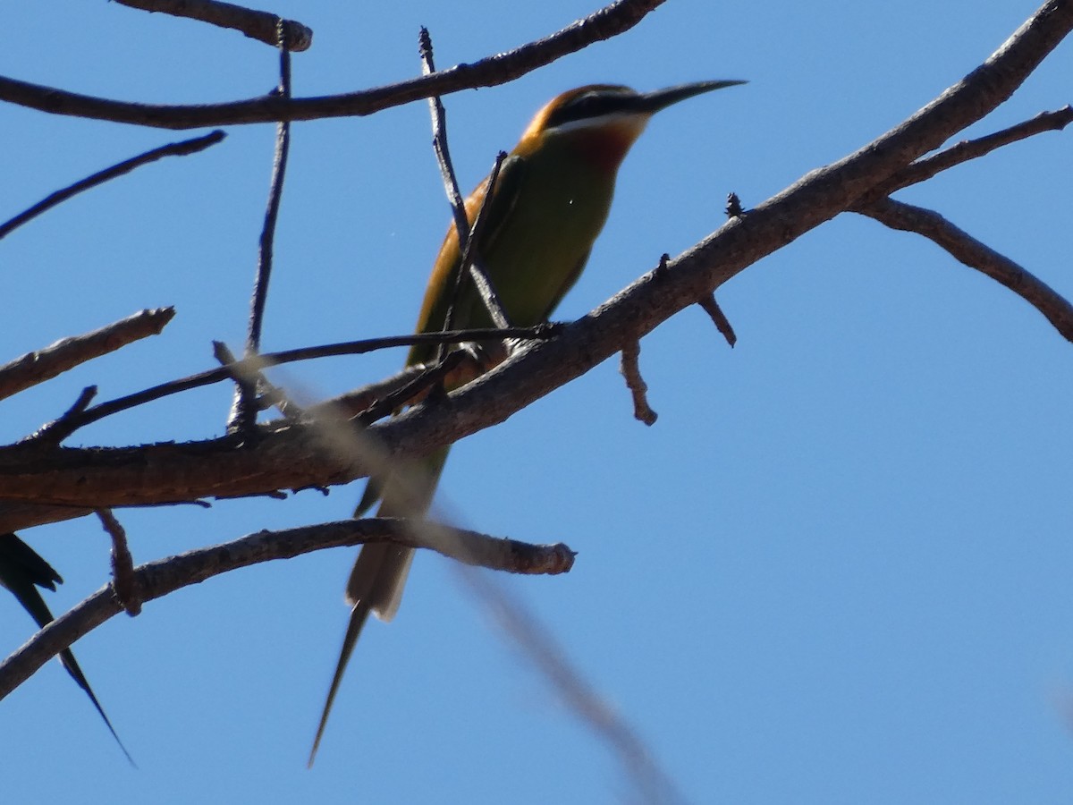 Madagascar Bee-eater - ML618638787