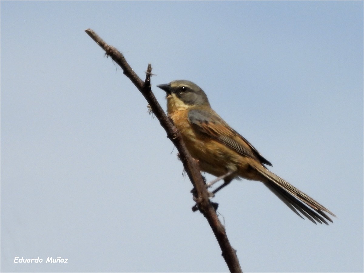 Long-tailed Reed Finch - ML618638792