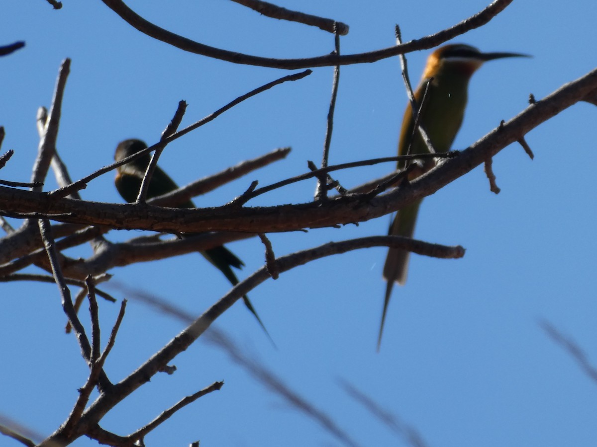 Madagascar Bee-eater - ML618638795