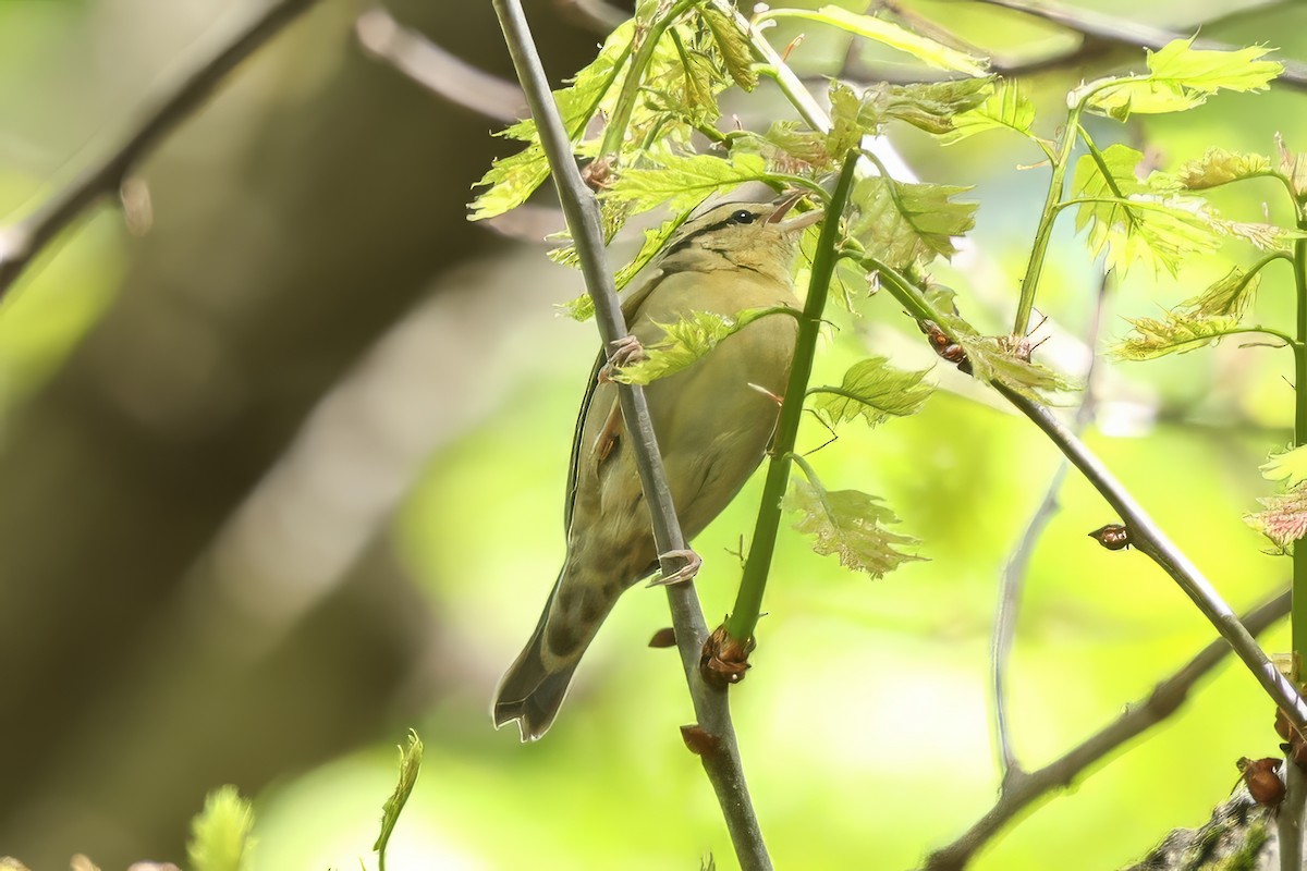 eBird Checklist 7 May 2024 Mount Auburn Cemetery 34 species
