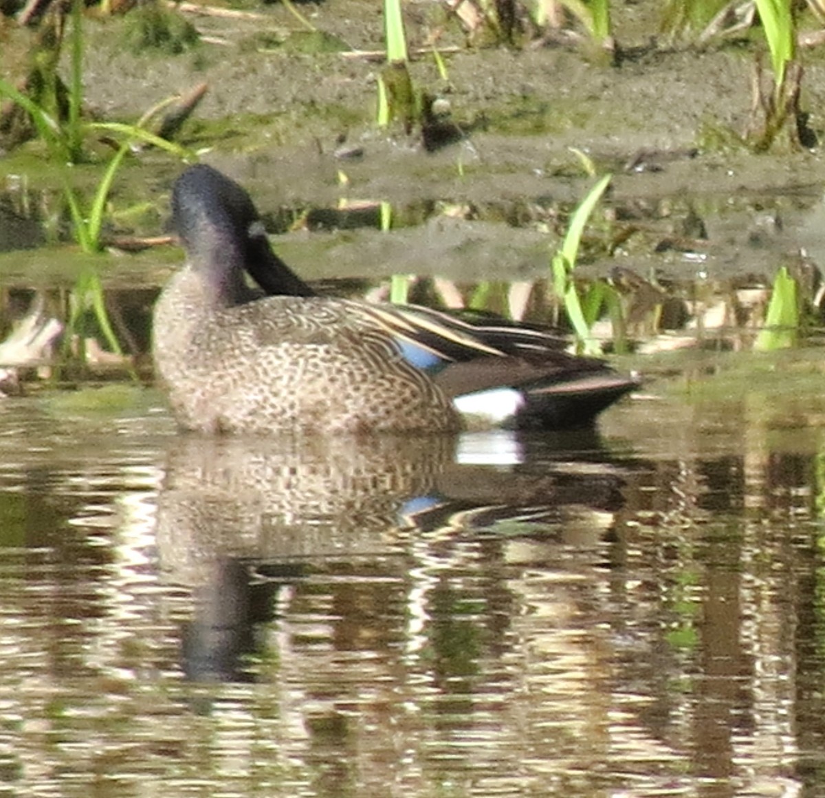 Blue-winged Teal - ML618638828