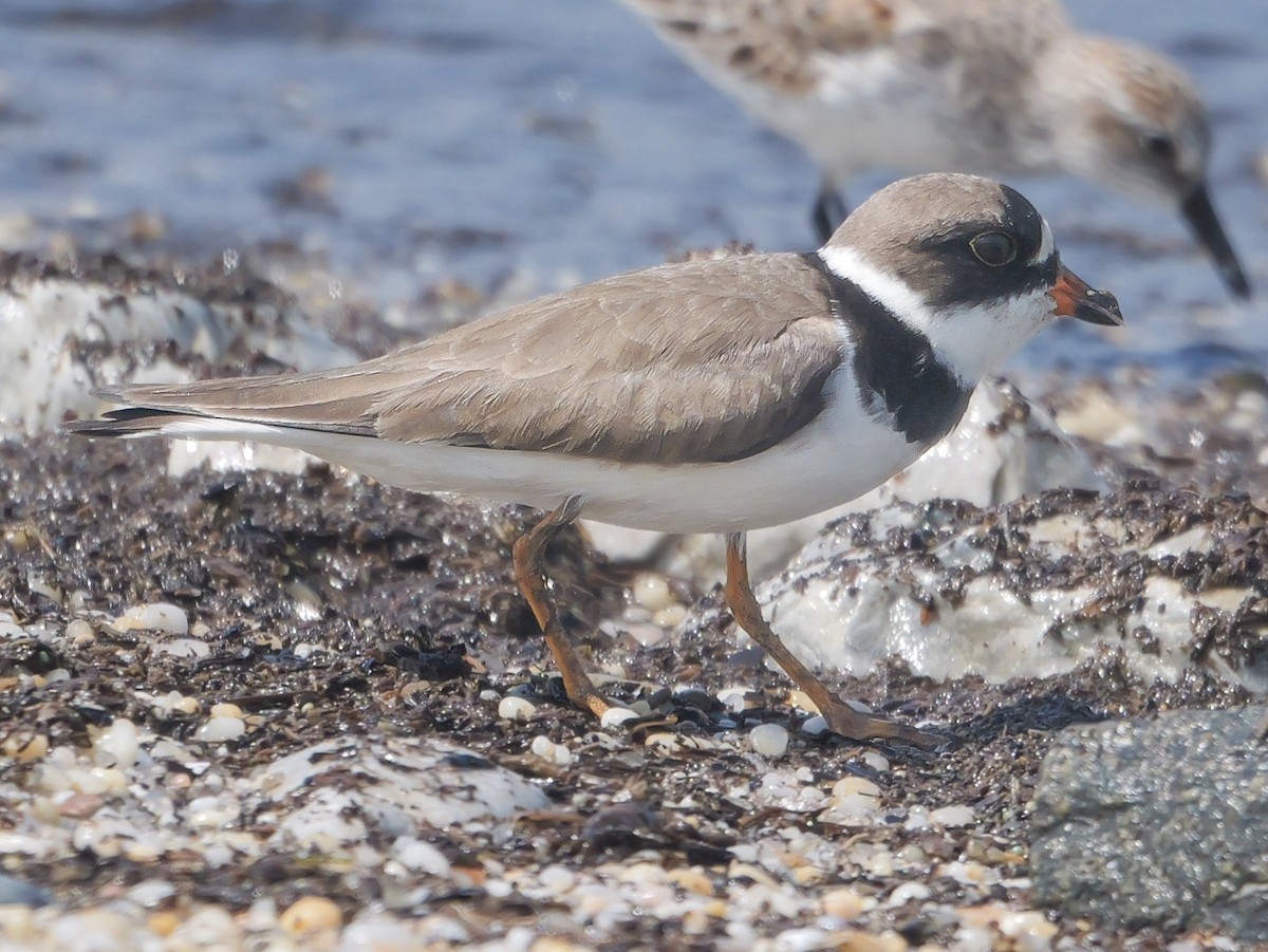 Semipalmated Plover - ML618638848