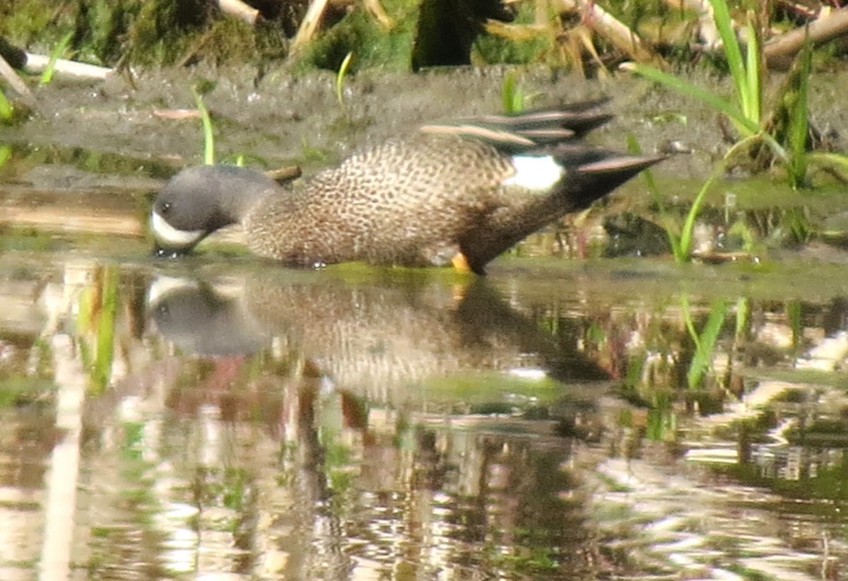 Blue-winged Teal - ML618638854