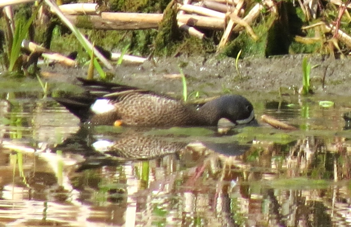 Blue-winged Teal - ML618638859