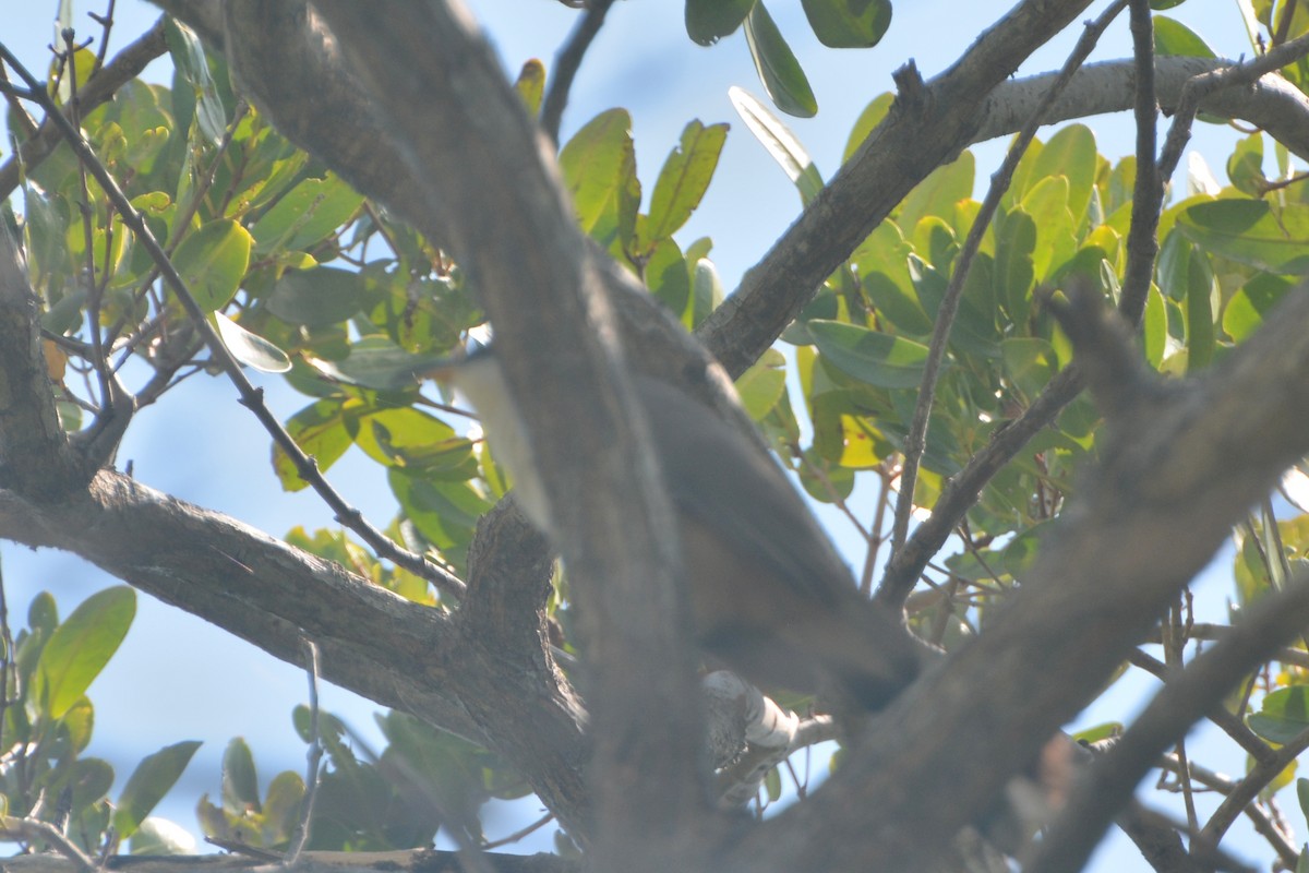 Mangrove Cuckoo - ML618638901