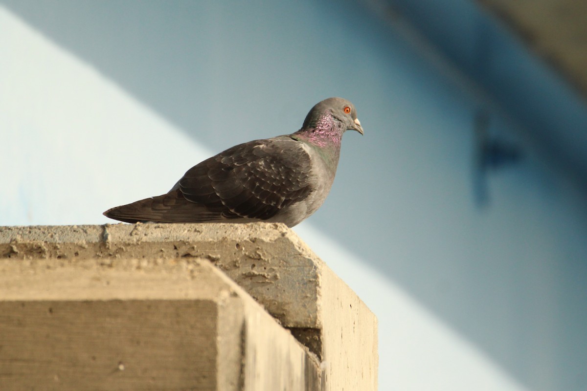 Rock Pigeon (Feral Pigeon) - ML618638907