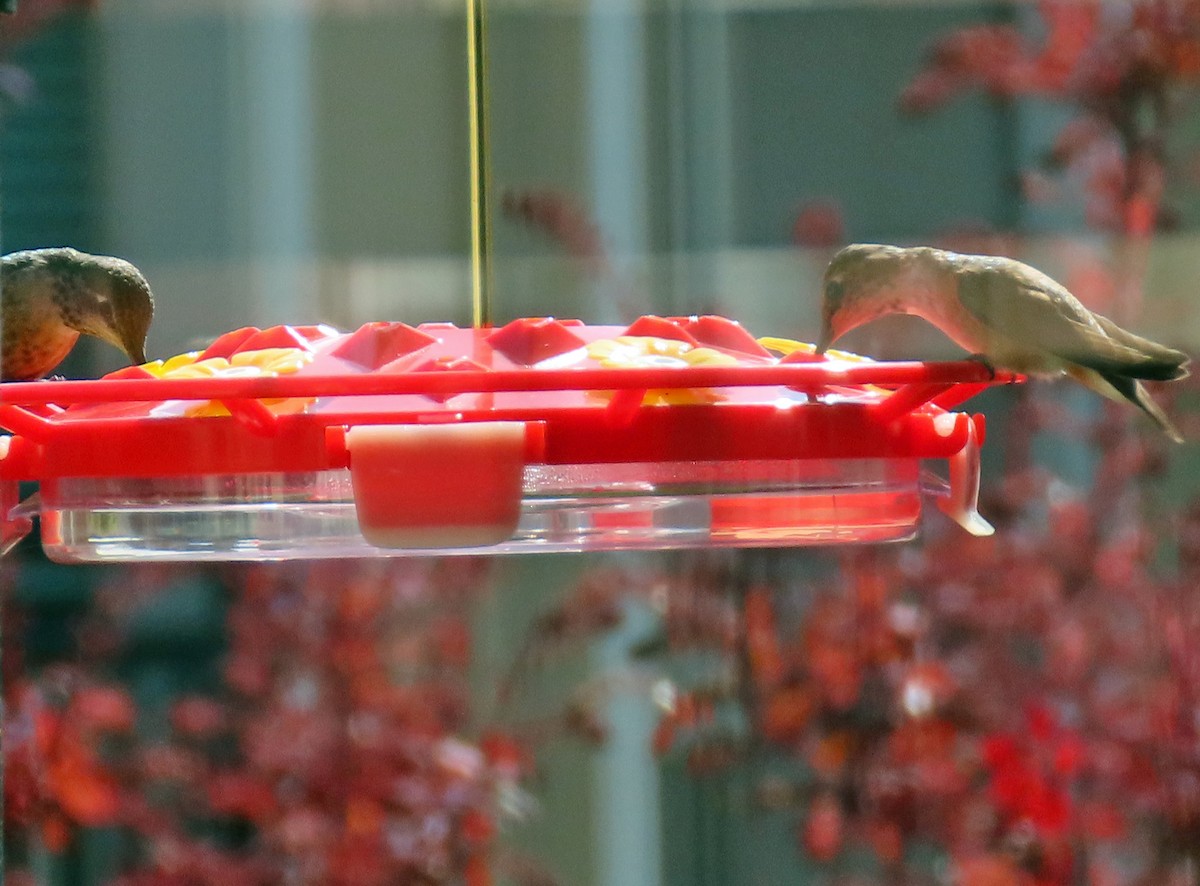 Rufous Hummingbird - ML618638922
