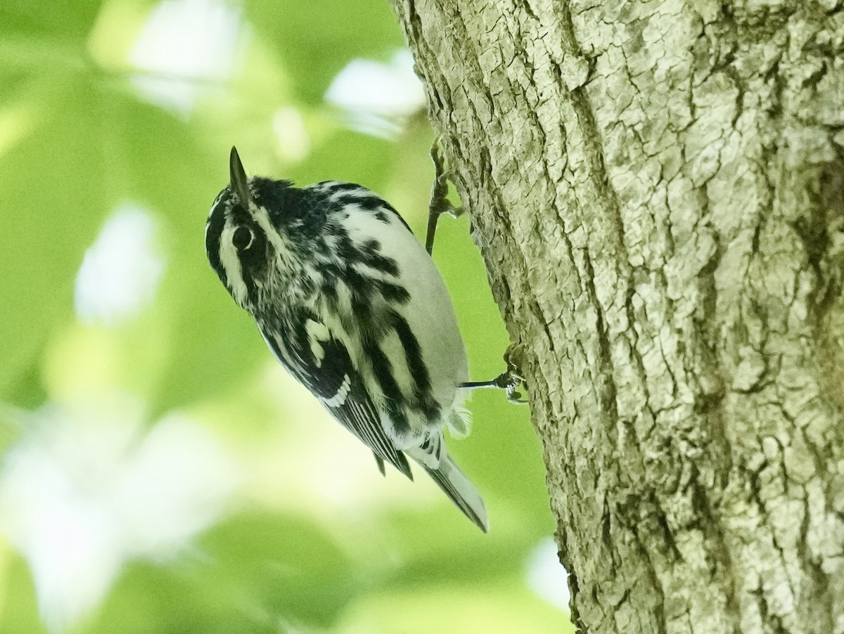 Black-and-white Warbler - ML618638936