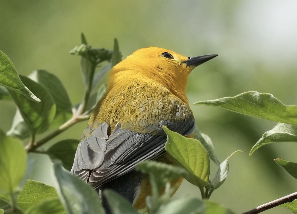 Prothonotary Warbler - ML618638939
