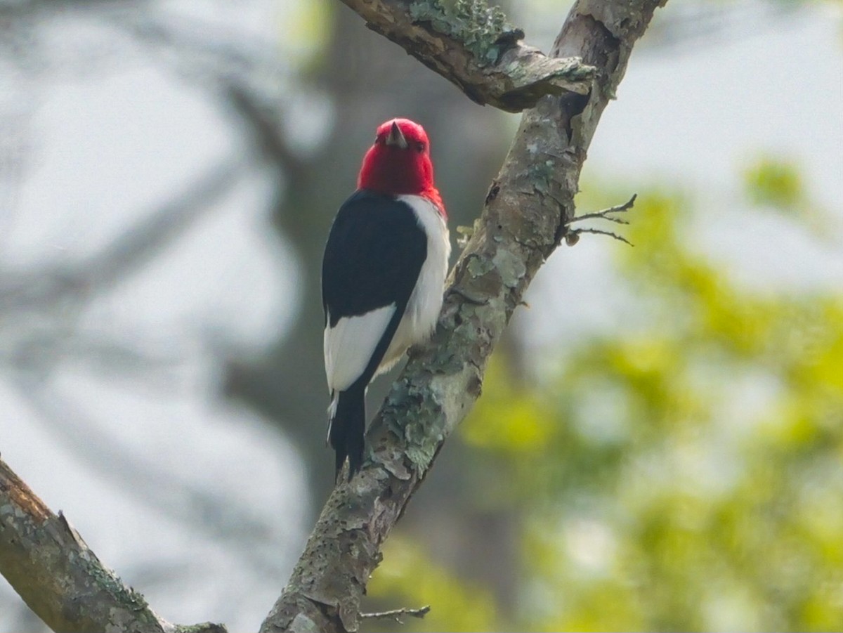 Red-headed Woodpecker - ML618638947
