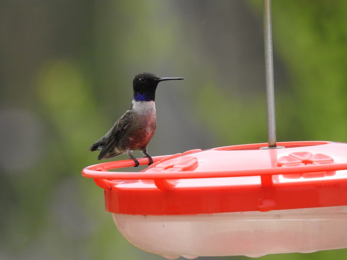 Black-chinned Hummingbird - ML618638998