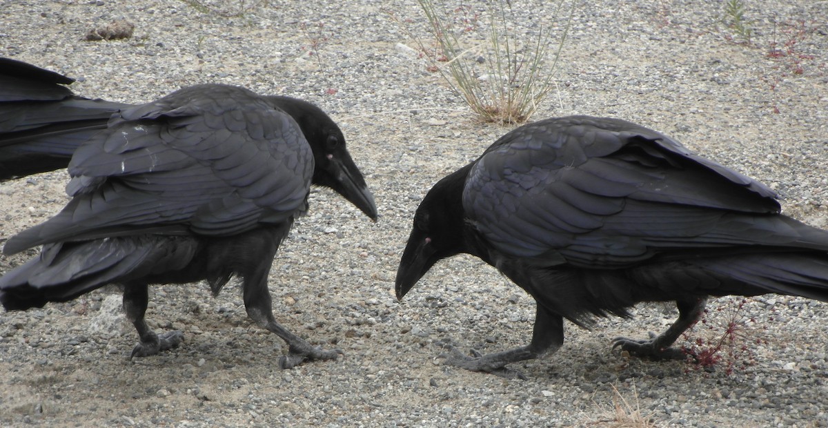 Common Raven - ML61863901