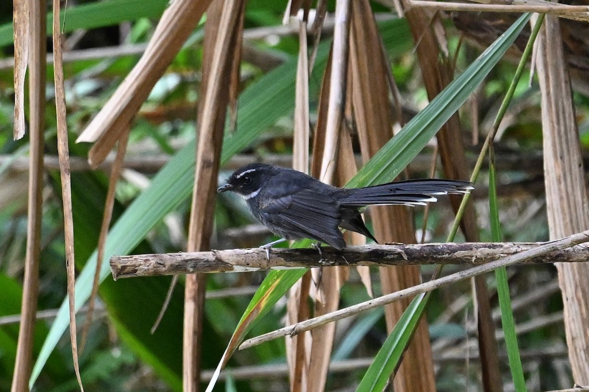 White-throated Fantail - ML618639011