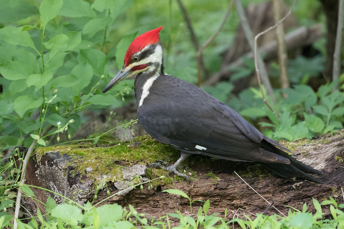 Pileated Woodpecker - ML618639046