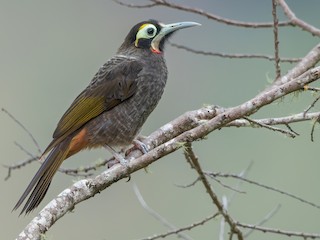  - Yellow-browed Melidectes