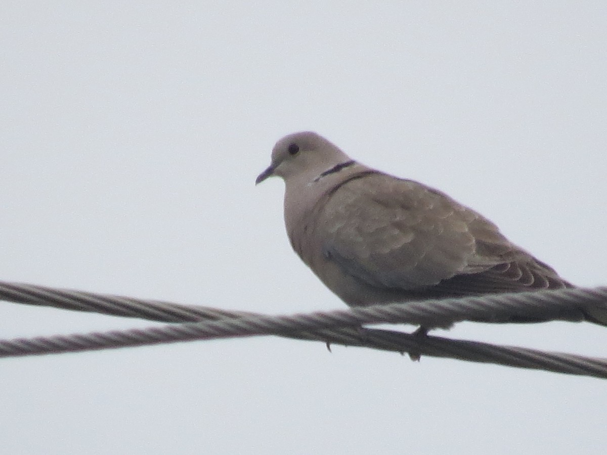 Eurasian Collared-Dove - ML618639071