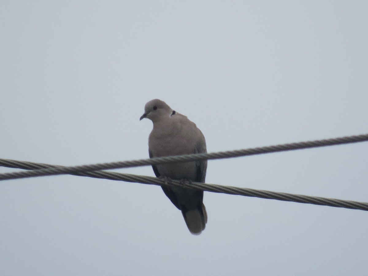 Eurasian Collared-Dove - ML618639077