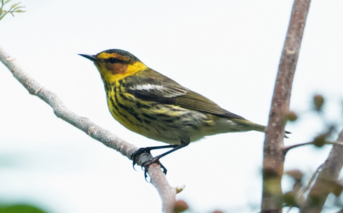 Cape May Warbler - ML618639101