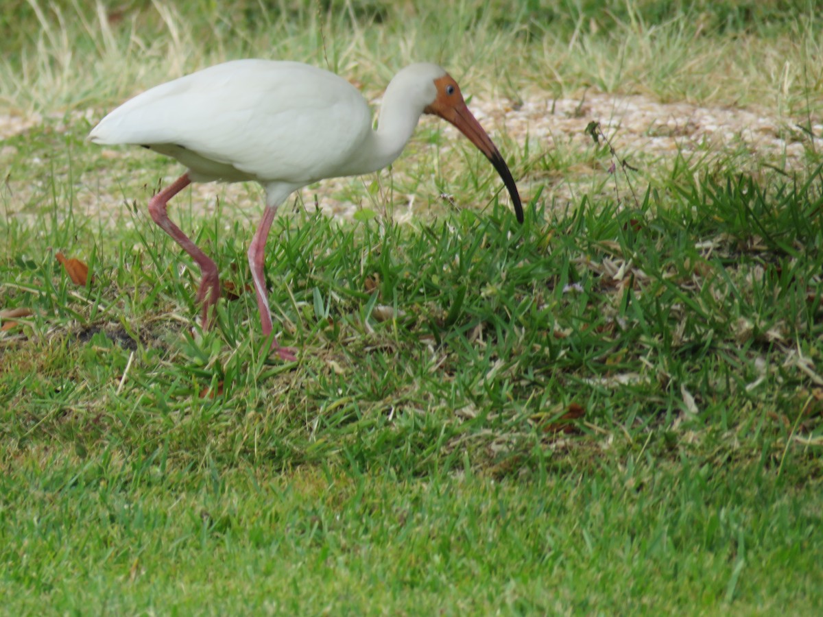 ibis bílý - ML618639121