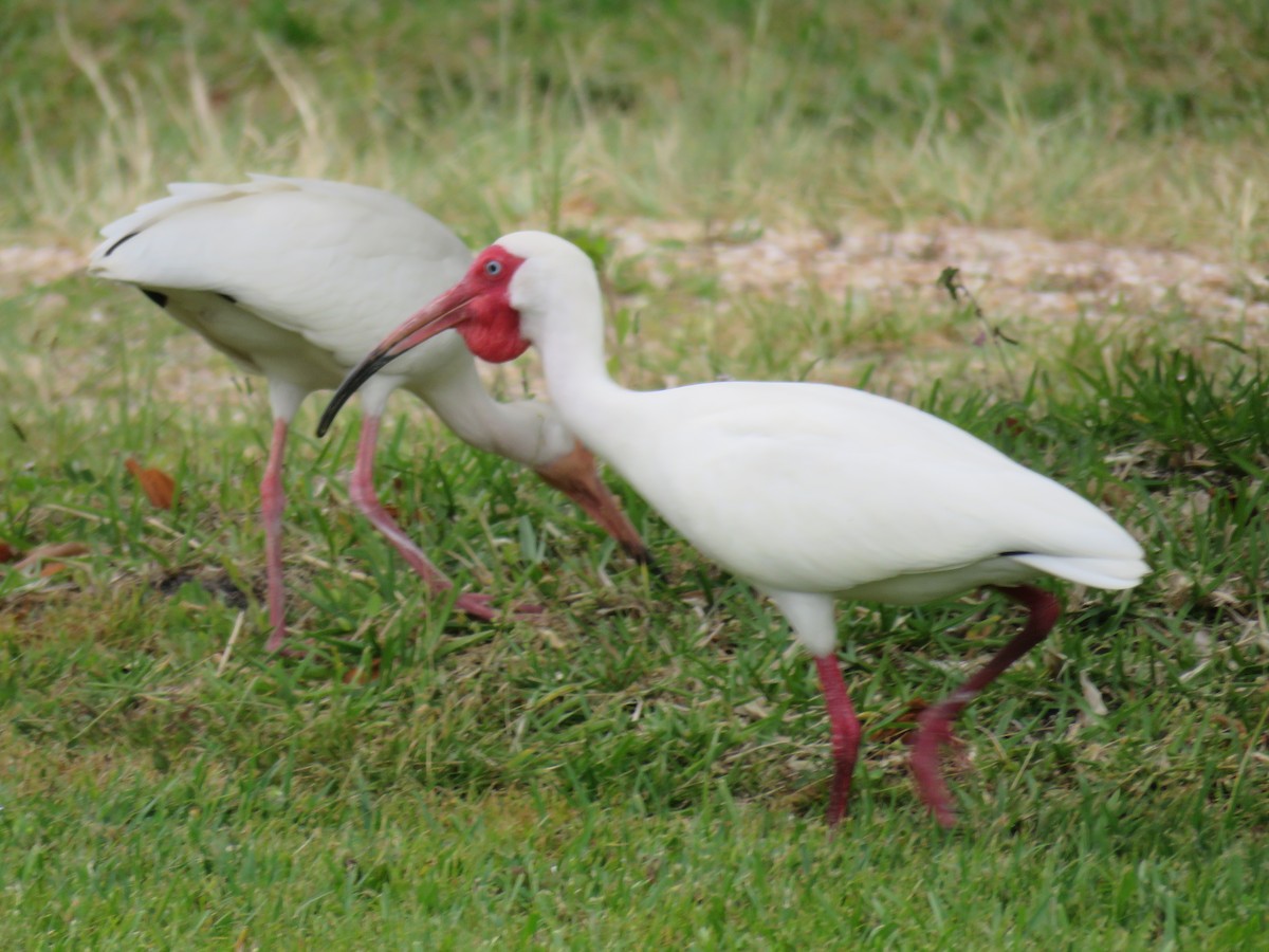 ibis bílý - ML618639122