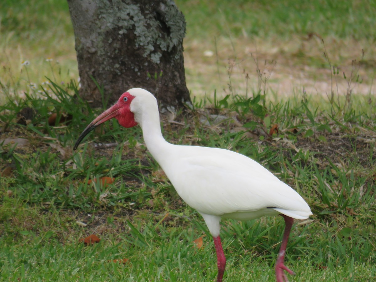ibis bílý - ML618639123