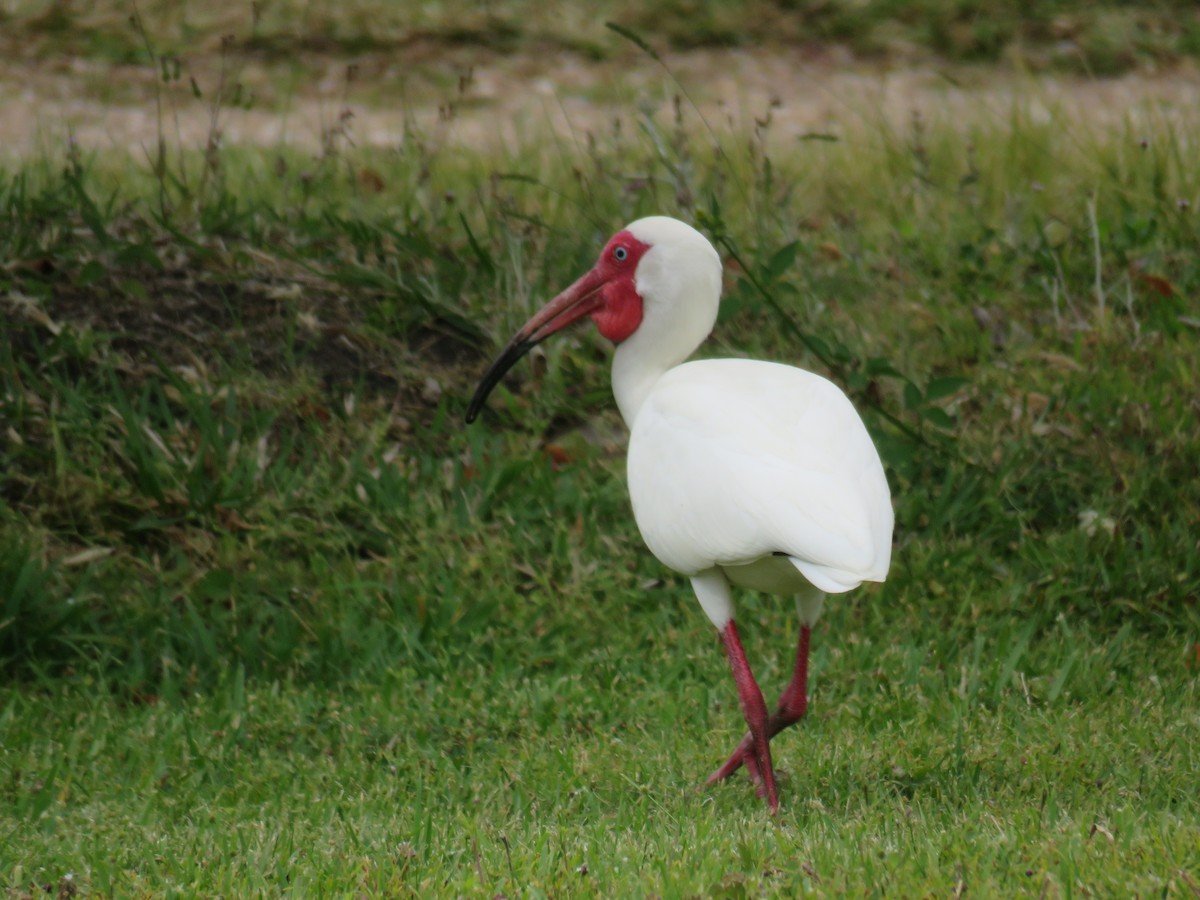 ibis bílý - ML618639124