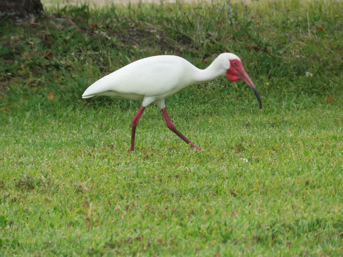 ibis bílý - ML618639125