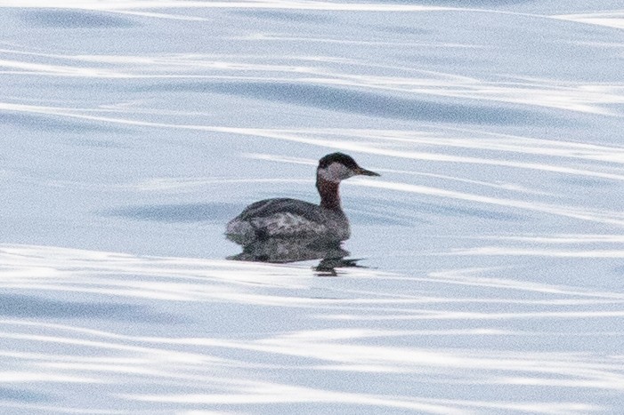 Red-necked Grebe - ML618639159