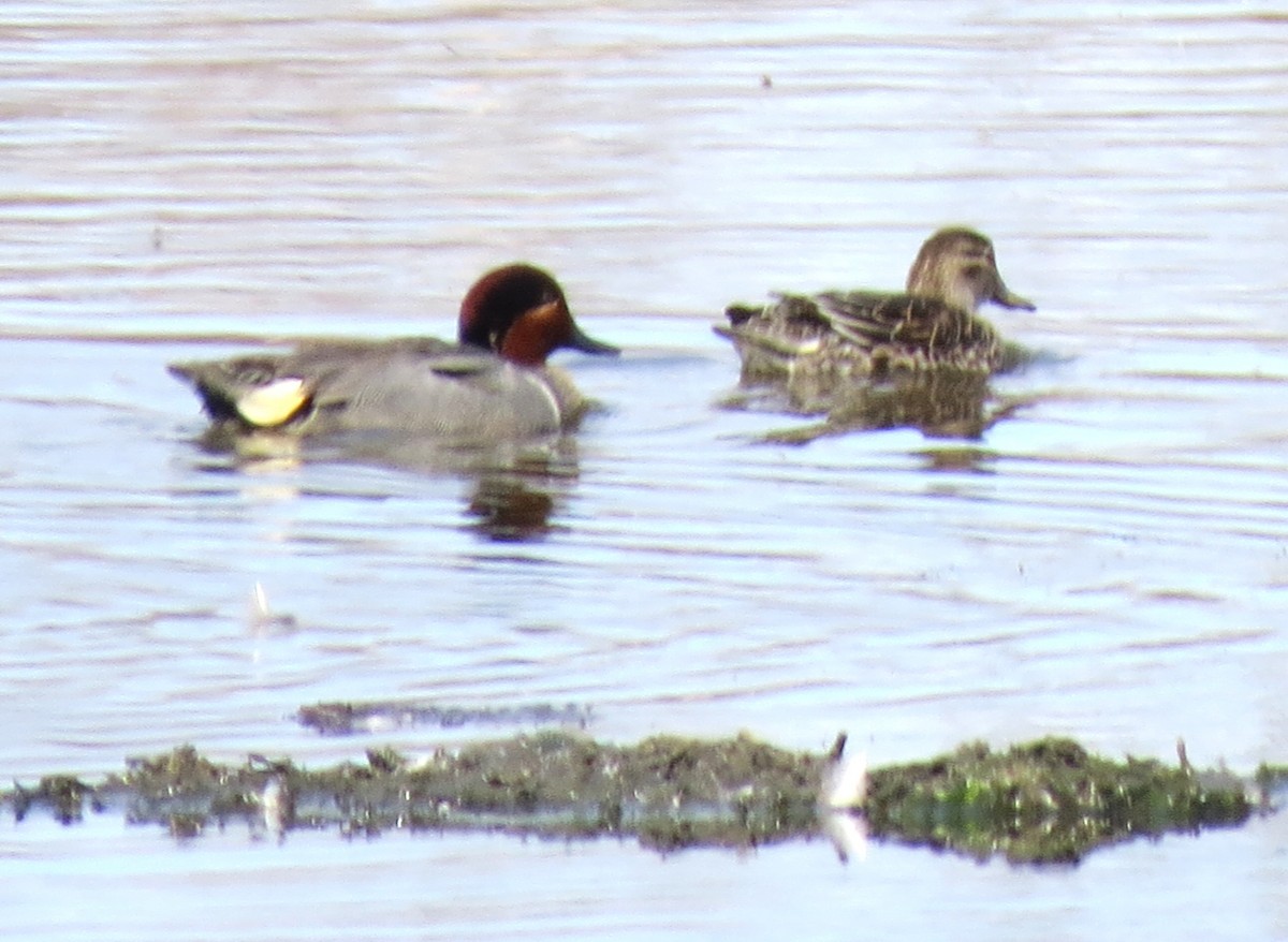 Green-winged Teal - ML618639190