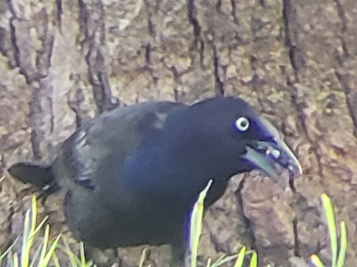 Great-tailed Grackle - ML618639235