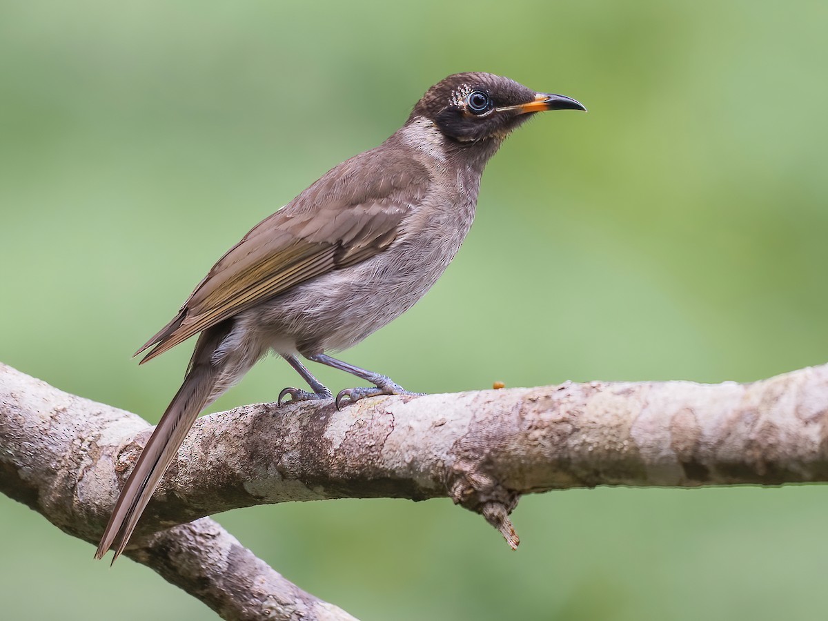 Bridled Honeyeater - Bolemoreus frenatus - Birds of the World