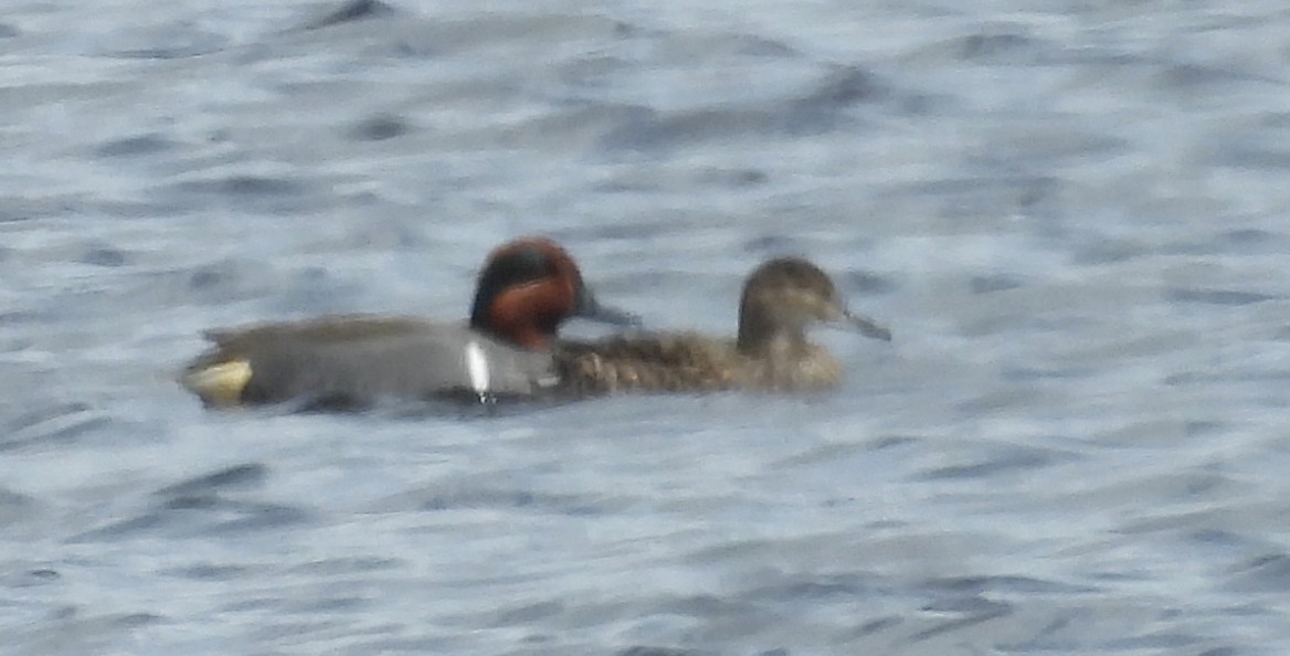 Green-winged Teal - ML618639277