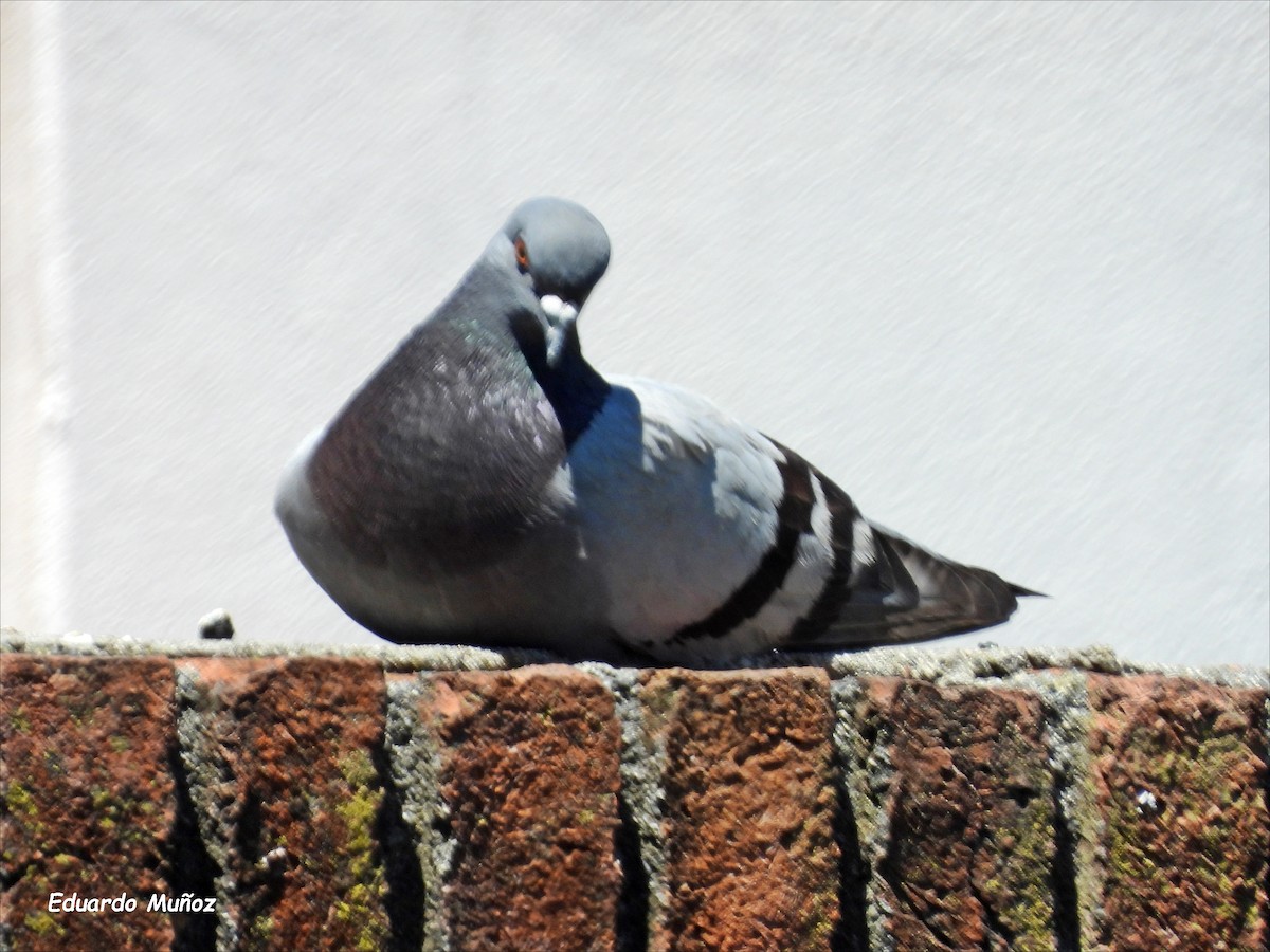 Rock Pigeon (Feral Pigeon) - ML618639297