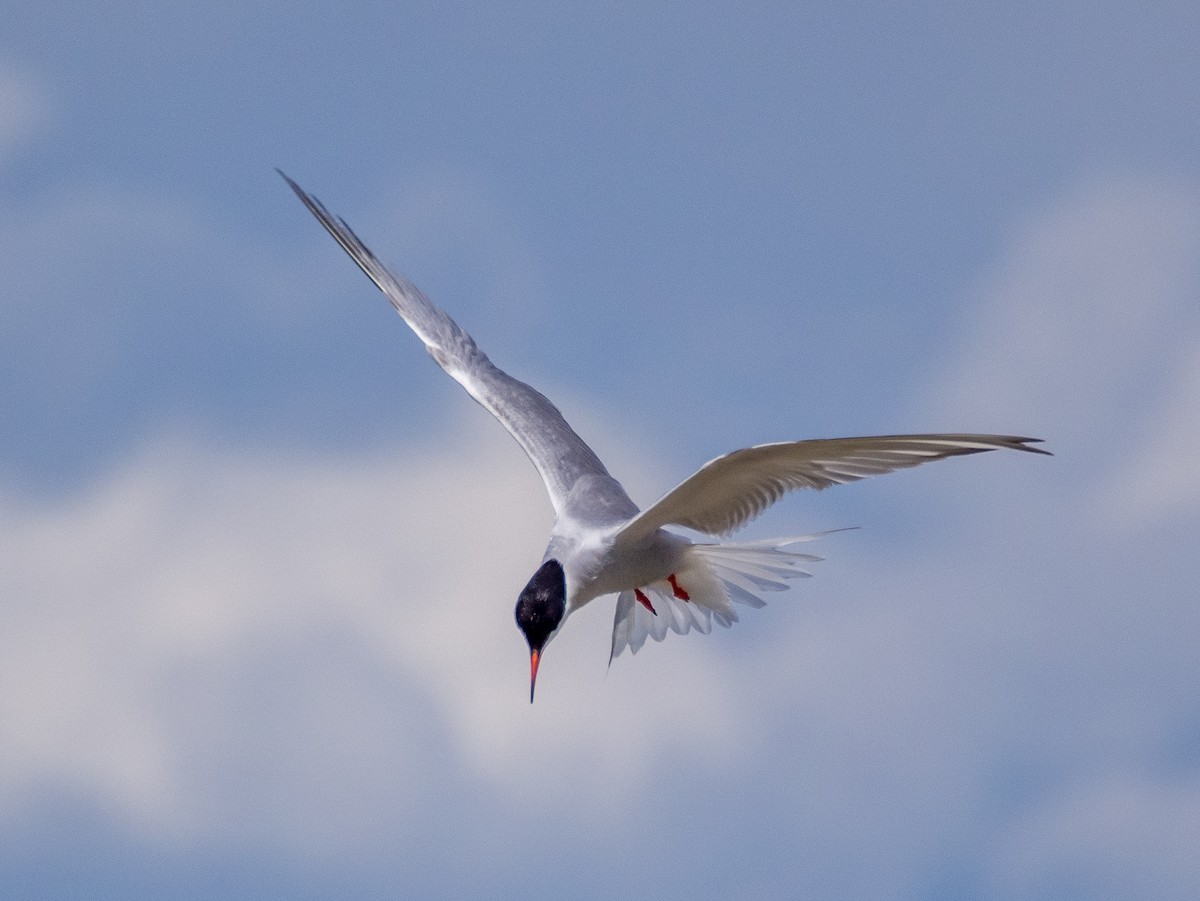 Common Tern - ML618639304