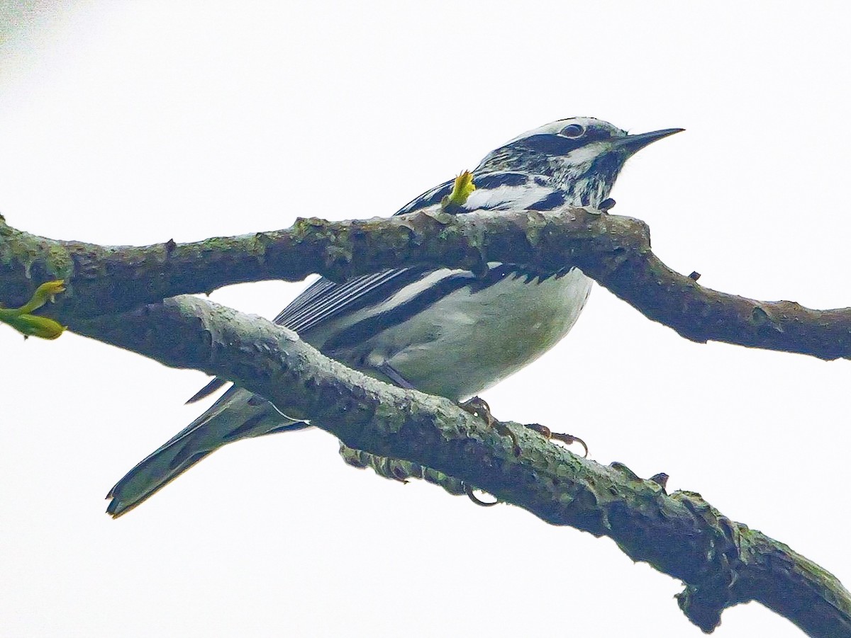 Black-and-white Warbler - ML618639338