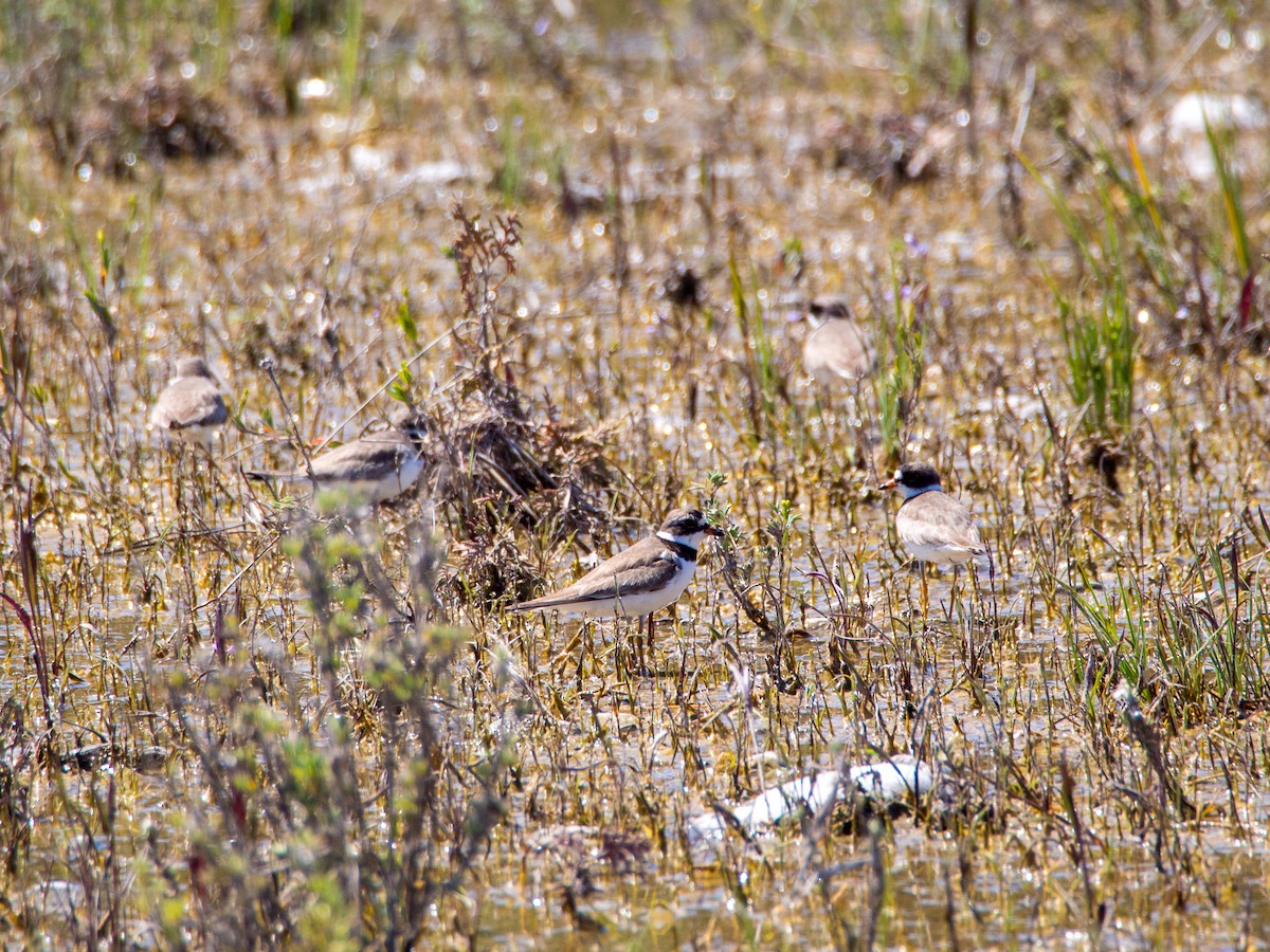 Semipalmated Plover - ML618639341