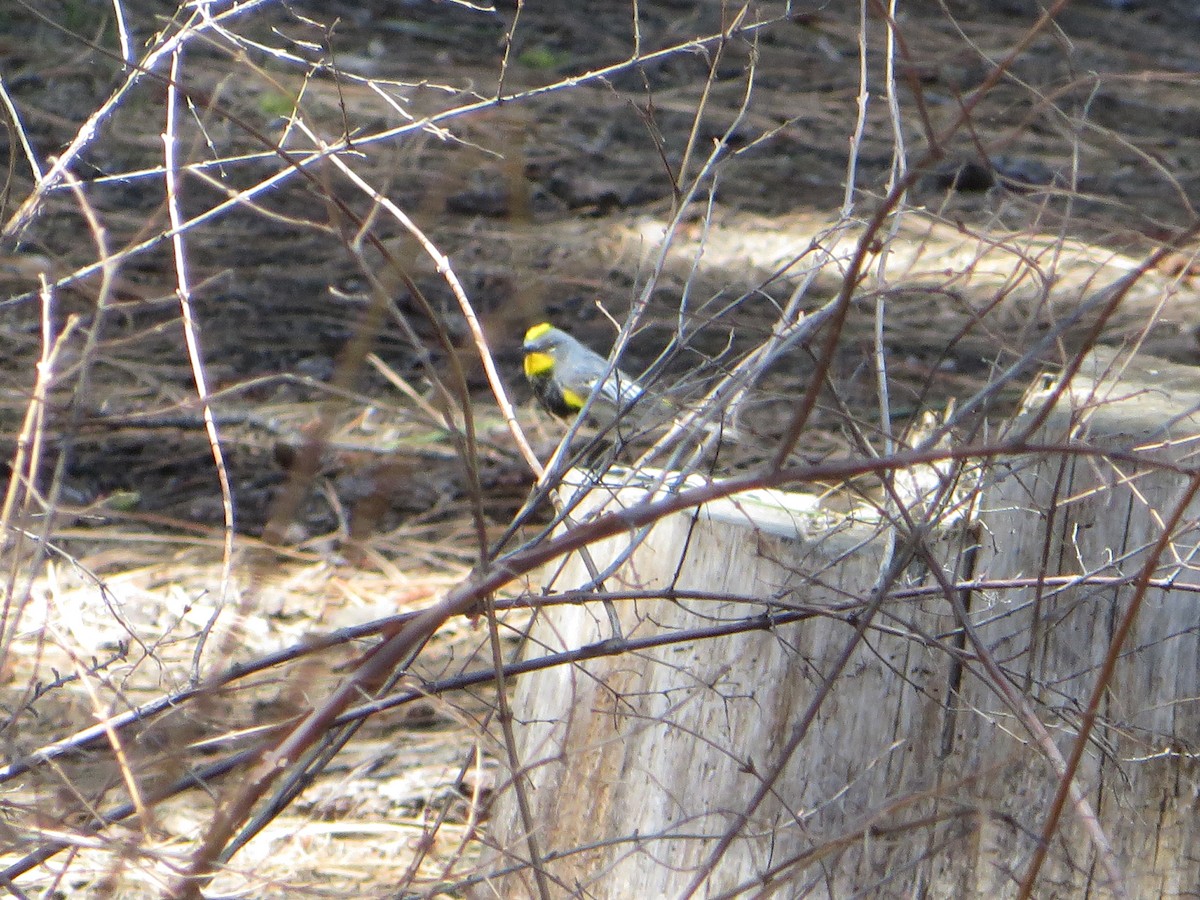 Yellow-rumped Warbler (Audubon's) - ML618639342