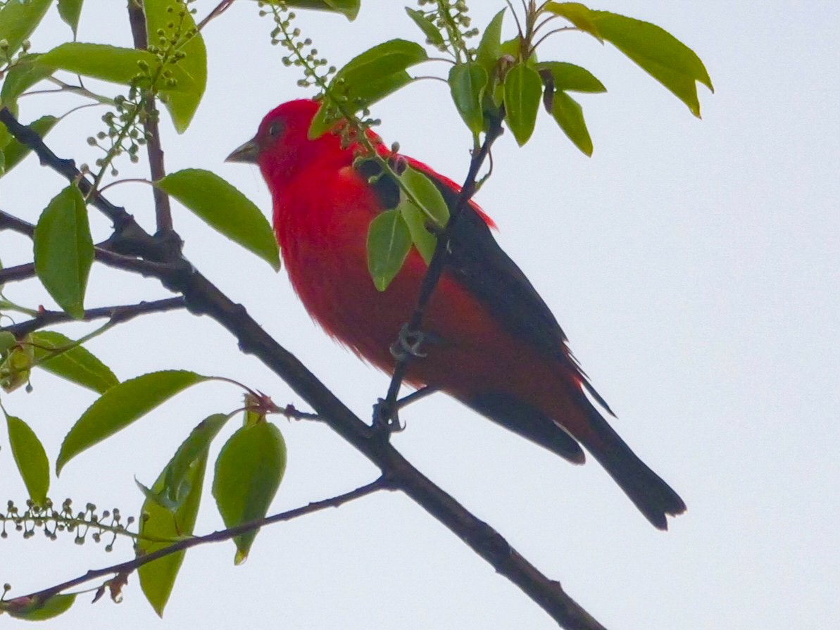 Scarlet Tanager - ML618639348