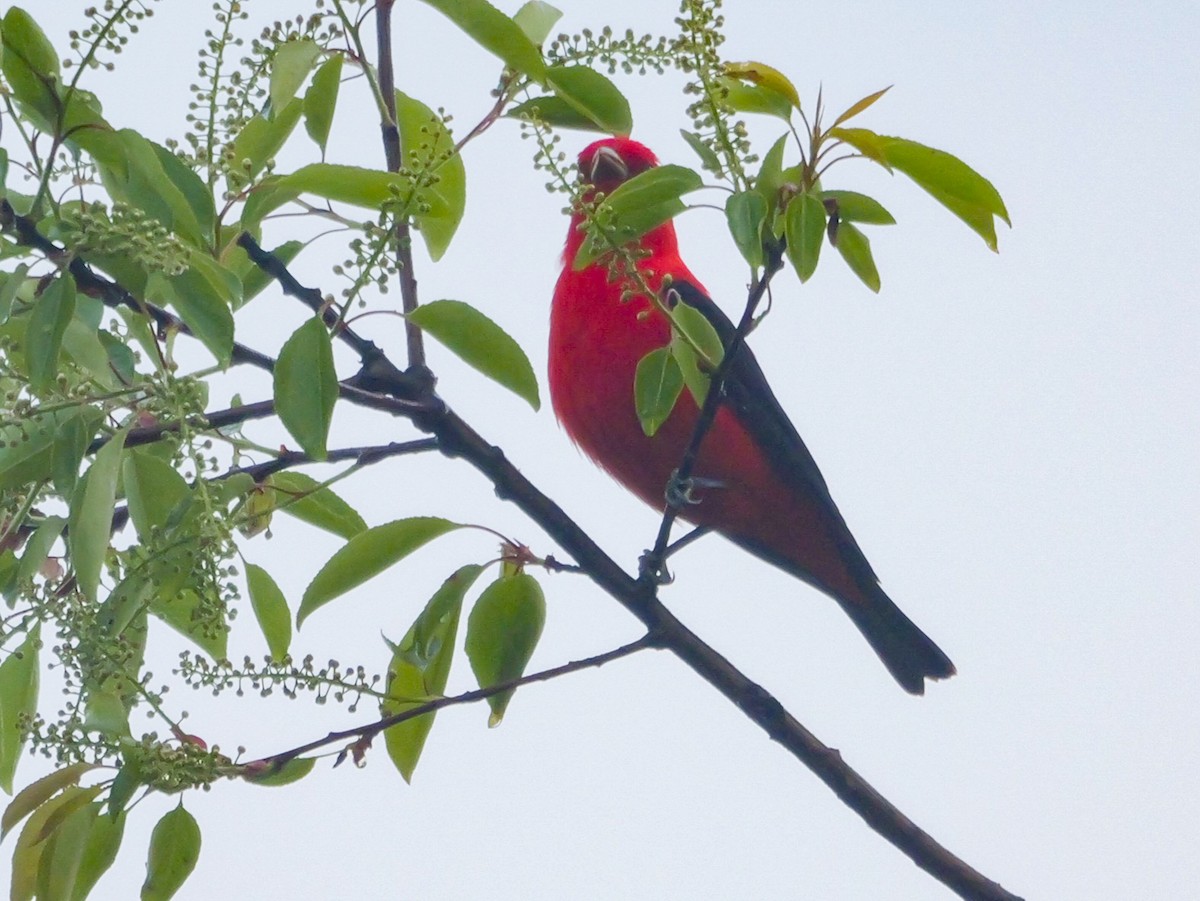 Scarlet Tanager - ML618639349