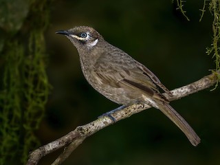  - Eungella Honeyeater