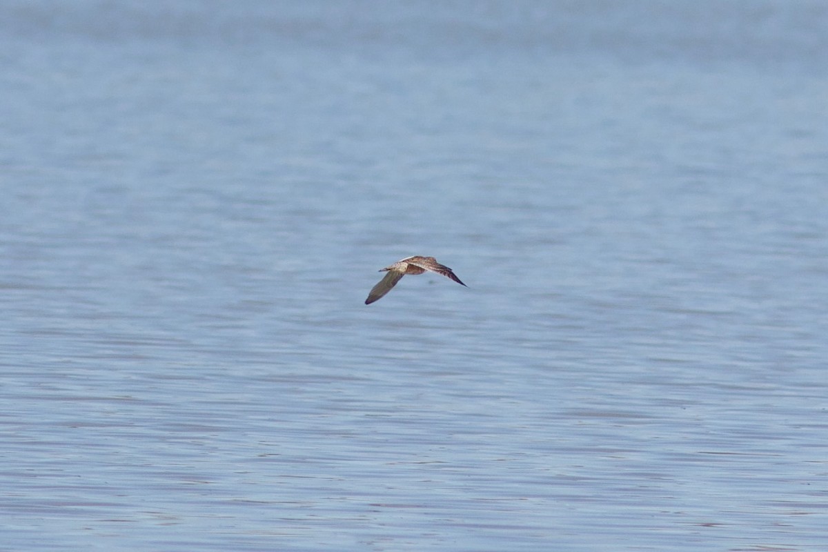 Long-billed Dowitcher - ML618639382