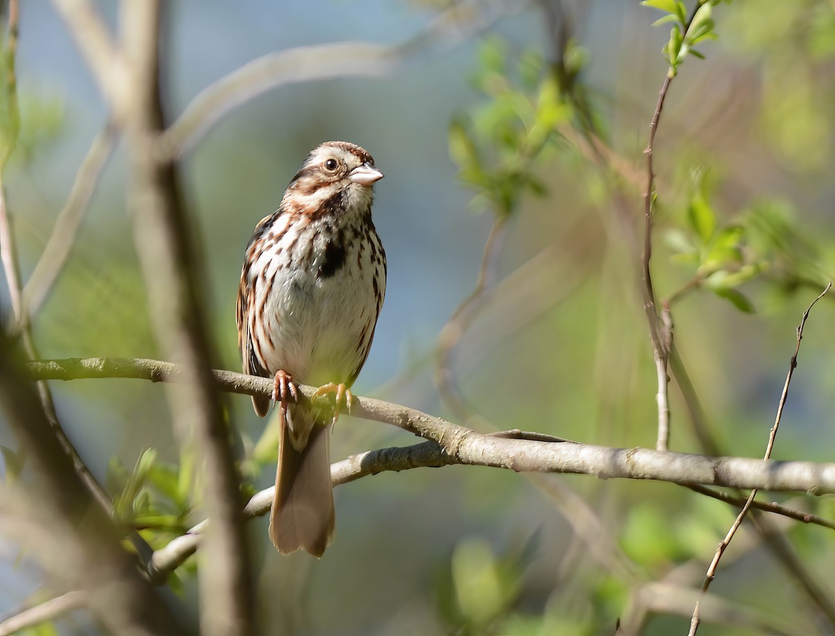 American Tree Sparrow - ML618639403