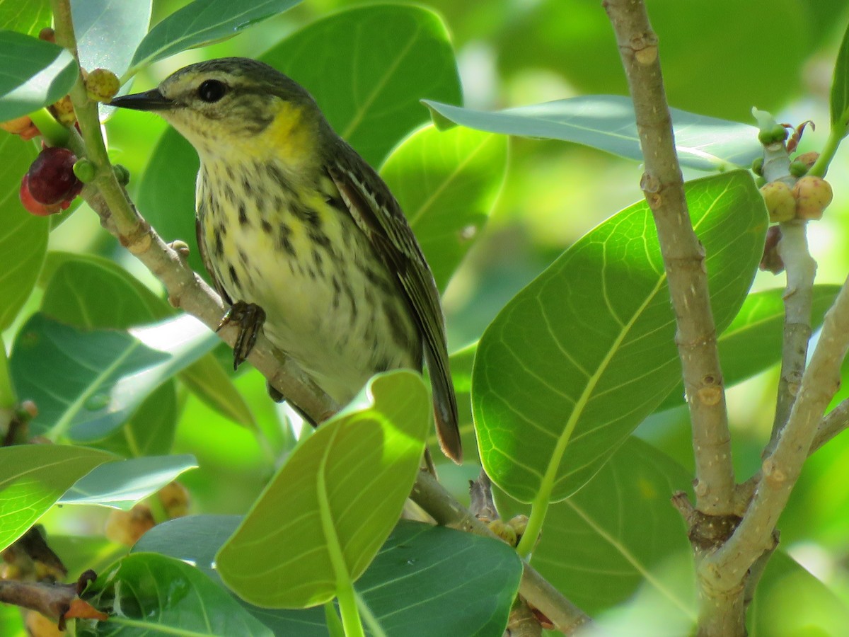 Cape May Warbler - ML618639413