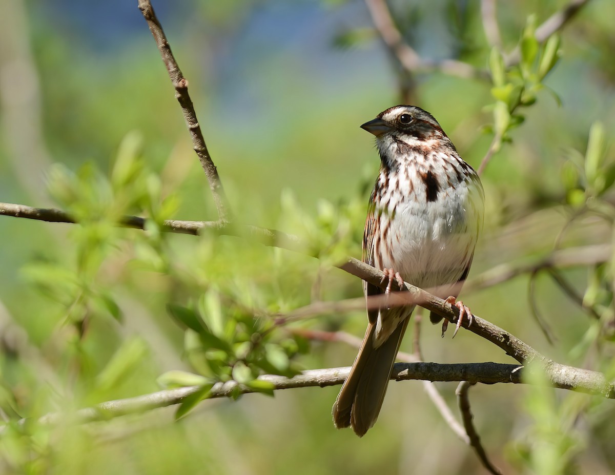 American Tree Sparrow - ML618639417