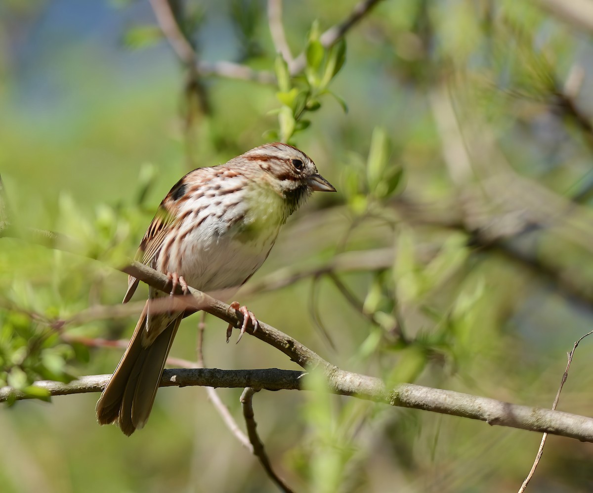 American Tree Sparrow - ML618639425