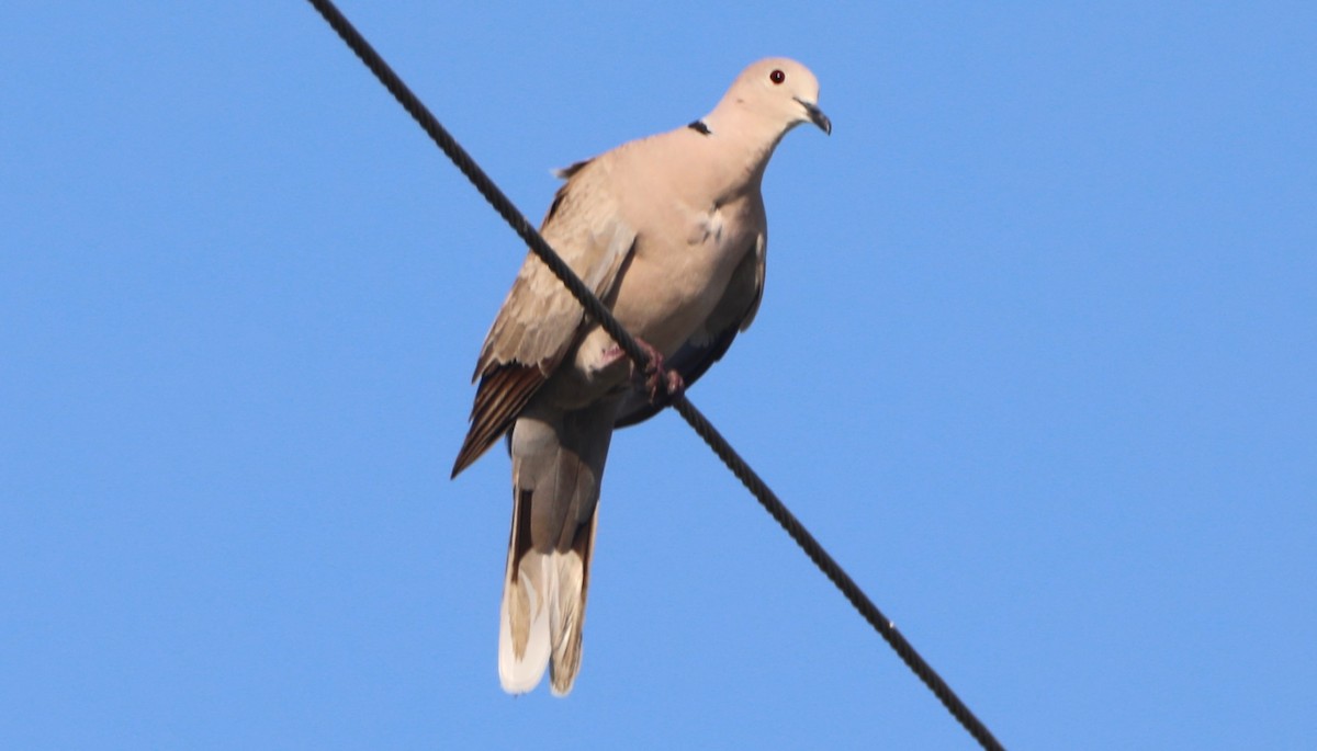 Eurasian Collared-Dove - ML618639427