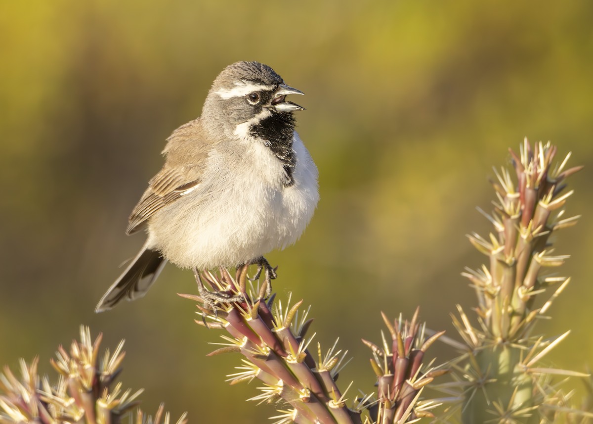 Black-throated Sparrow - Lothair Pendleton
