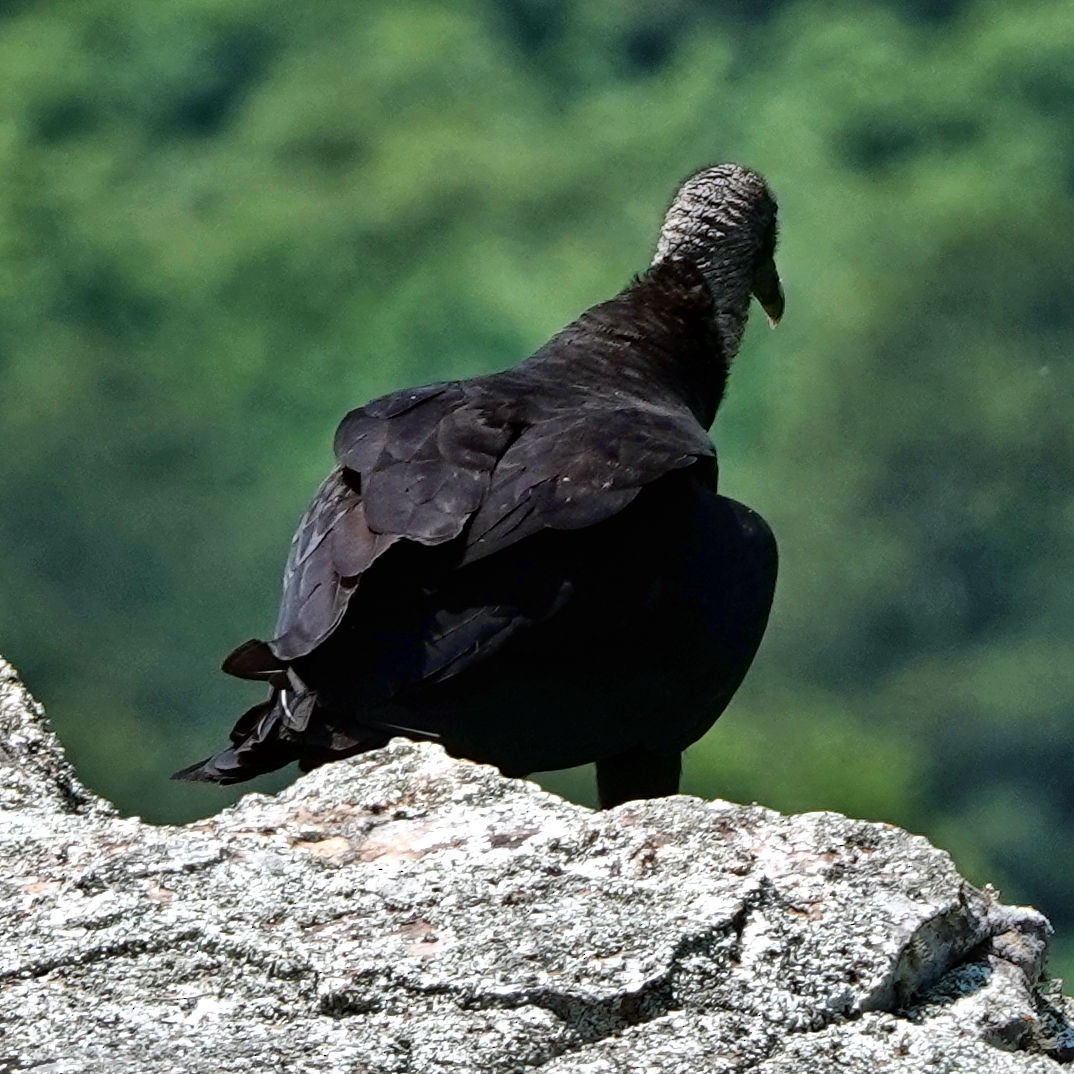 Black Vulture - ML618639447